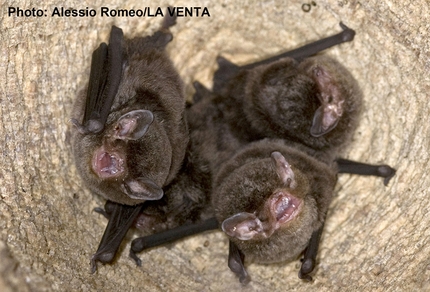 Pipistrelli ai tempi del Covid - Pipistrelli: In questo Antropocene assistiamo ad una severa crisi della biodiversità, innescata dalle modificazioni artificiali umane al clima, al paesaggio, alla flora, alla fauna, alla composizione e consumo dei suoli. Molte specie non riescono ad adattarsi a ciò che noi stessi causiamo e purtroppo anche le popolazioni di molte specie di pipistrelli sono in preoccupante declino a causa di disturbo o distruzione di rifugi importanti, della diffusione di pesticidi, sviluppo dell’agricoltura intensiva, abbattimento di alberi vecchi o deperenti, impianti eolici mal collocati sul territorio e, più in generale, per l’alterazione, la frammentazione o la sparizione degli ambienti naturali in cui questi mammiferi cacciano e si rifugiano.