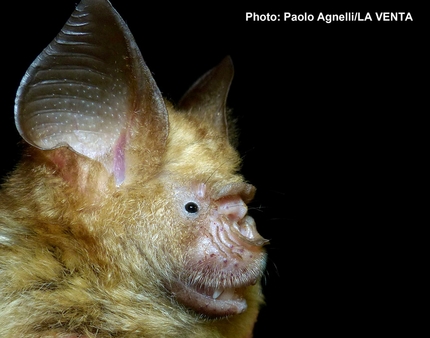 Pipistrelli ai tempi del Covid - Pipistrelli