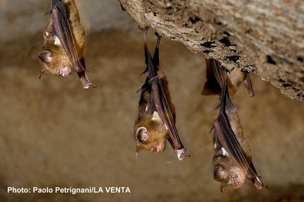 I pipistrelli ai tempi del Covid