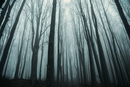 Foreste Casentinesi, Sentiero Italia, Gian Luca Gasca, Linea 7000 - La foresta dei faggi longevi di Sasso Fratino