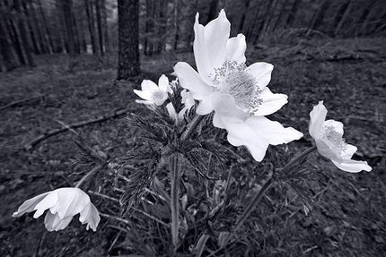 Parco naturale Orsiera Rocciavré - Prà Catinat-Val Chisone (TO)