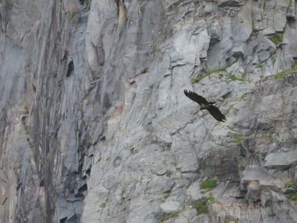 Lofoten, Moskensøya, Storskiva, Ørneeggen, Juho Knuuttila, Misha Mishin - Aquila sopra Storskiva sull'isola di Moskensøya nelle Lofoten (Norvegia).