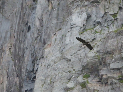 Lofoten, rock climbing, Moskensøya, Storskiva, Ørneeggen, Juho Knuuttila, Misha Mishin - Eagles flying above Storskiva on the island of Moskensøya off the Lofoten islands in Norway.