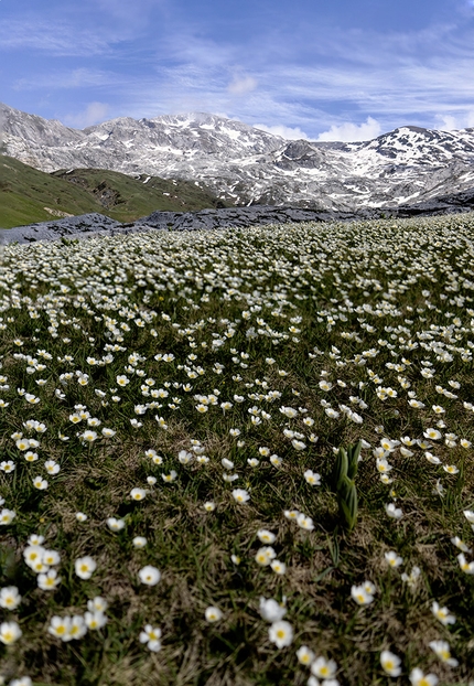 Elisa Cortelazzo - Primavera tra fiori e neve sulle Marittime