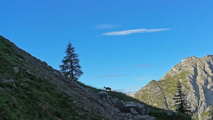 Marmolada, Dolomiti, Piz Serauta, Tentar non nuoce, Rolando Larcher, Tiziano Buccella, Geremia Vergoni - Marmolada: uno stambecco