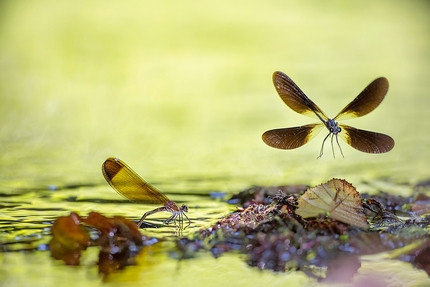 Fotografare il Parco - Spawning di Marco Antonini, 2° assoluto Fotografare il Parco 2022