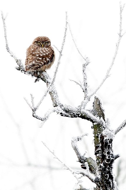 Fotografare il Parco - Fotografare il Parco 2022, Fauna selvatica: 1. Mirko Zanetti