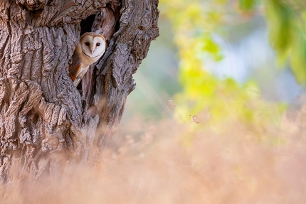 Fotografare il Parco - Fotografare il Parco 2022, Fauna selvatica: 2. Andrea Daina Palermo