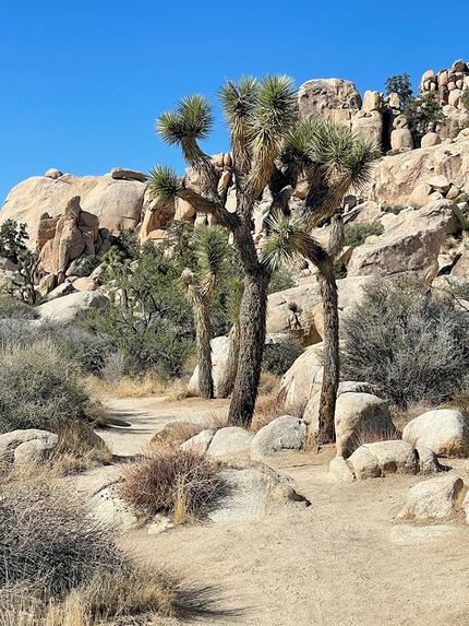 California climbing USA - Joshua Tree