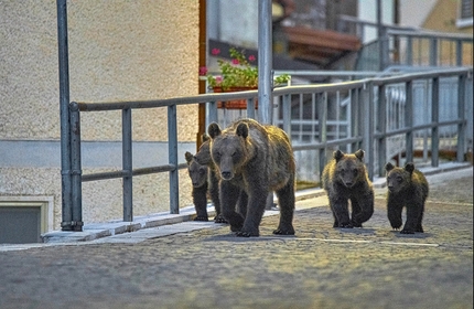 Il mio vicino è un orso, Mattia Cialoni - Il mio vicino è un orso di Mattia Cialoni