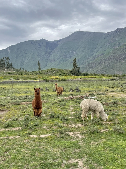 Cañón del Colca , Perù, Nicolò Guarrera - Canyon del Colca in Perù