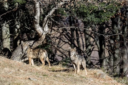 Un progetto in Alta Val Susa a tutela dei lupi e del loro habitat