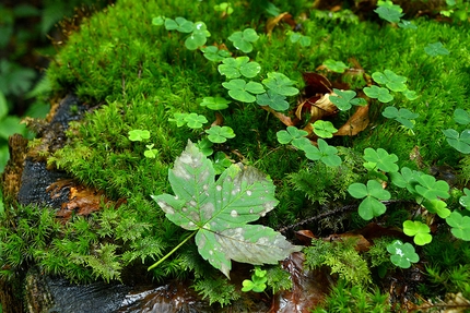 A piccoli passi tra le Dolomiti - Anello ai Lach in Val di Zoldo, Dolomiti