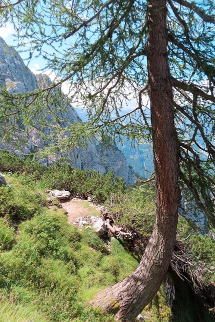 Agner, Valle di San Lucano, Dolomiti, Diego Dellai, Marco Toldo - La Trilogia d’Agnér (Dolomiti) di Diego Dellai e Marco Toldo: il grande larice