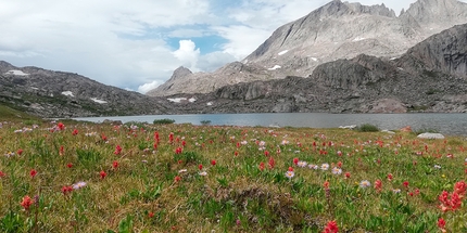Wyoming, Backcountry, Wind River Range, trekking, USA, Diego Salvi - Backpacking Wyoming: fioritura