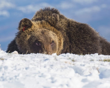 L’orso Juan Carrito è morto, speriamo non invano