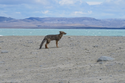 Patagonia, Eleonora Delnevo, Stefania Valsecchi - La volpe grigia sudamericana