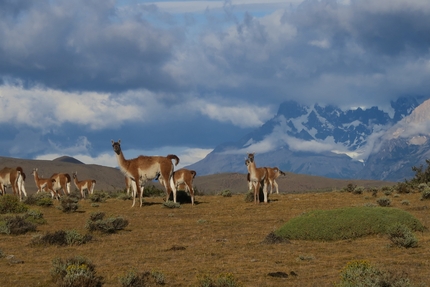 Patagonia, Eleonora Delnevo, Stefania Valsecchi - Guanaco in Patagonia