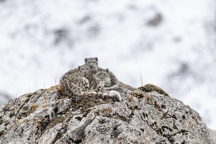 Memorial María Luisa Photo Contest - Hermits on a Snow Mountain di Yingping Li, vincitore: Animal World, Memorial María Luisa Photo Contest 2023