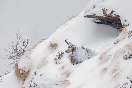 Survival by Emilio Ricci wins the XVI edition of Photographing the Park