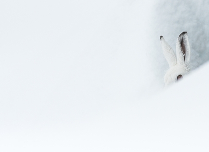 Fotografare il Parco XVI edizione - Fotografare il Parco XVI edizione, Fauna selvatica: 3. Cucù. Lepre alpina di Denis Bertanzetti