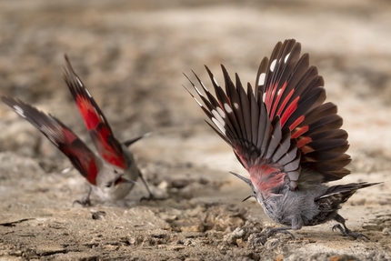 Photograph the Park XVI Edition - Photograph the Park XVI Edition, Wild Fauna: 1. Discussioni fra coniugi by Maurizio Giovannini