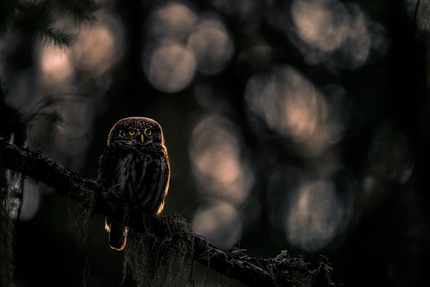 Fotografare il Parco XVI edizione - Fotografare il Parco XVI edizione, Fauna selvatica: 2. Sguardo al tramonto di Massimo Arcaro