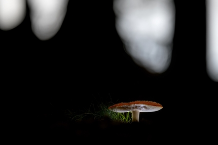 Fotografare il Parco XVI edizione - Fotografare il Parco XVI edizione, Menzione Speciale: Lo spirito del bosco di Elisa Confortini