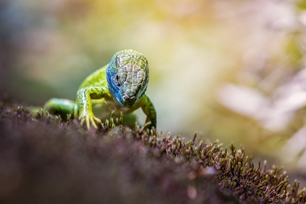 Fotografare il Parco XVI edizione - Fotografare il Parco XVI edizione, Micromondo: Jurassic world di Andrea Belingheri