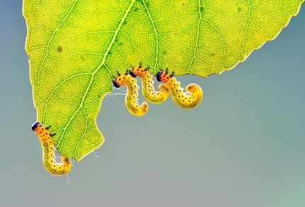 Fotografare il Parco XVI edizione - Fotografare il Parco XVI edizione, Micromondo: L’escluso di Giuseppe Bonali