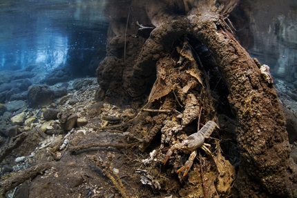 Fotografare il Parco XVI edizione - Fotografare il Parco XVI edizione, Micromondo: Nel mondo del gambero di Iacopo Nerozzi