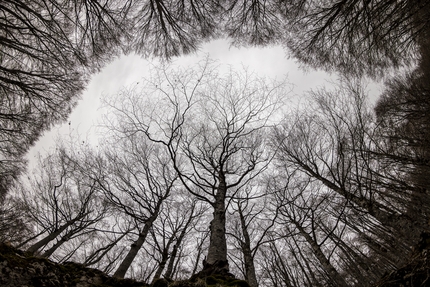 Fotografare il Parco XVI edizione - Fotografare il Parco XVI edizione, Mondo vegetale: Forca d’Acero di Paolo Pucci