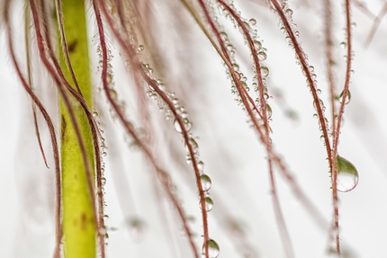 Fotografare il Parco XVI edizione - Fotografare il Parco XVI edizione, Mondo vegetale: Morning dew di Edwig Vanhassel