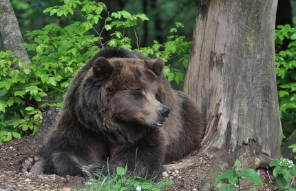 Aggressione orso JJ4, le considerazioni del Gruppo Grandi Carnivori del Club Alpino Italiano