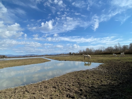 Isola della Cona - I cavalli Camargue, Isola della Cona, Riserva Naturale Regionale della Foce dell'Isonzo