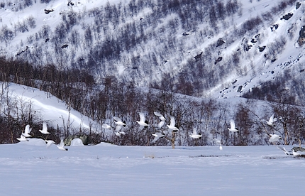 Cammino del Sarek, Circolo Polare Artico - Cammino del Sarek, Circolo Polare Artico. Voli di pernici bianche: l’inizio della primavera è il momento delle danze di accoppiamento. Le ore del giorno erano spesso segnate dai richiami dei maschi.