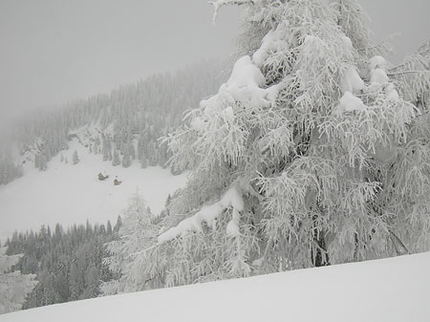 Escursioni con le racchette da neve in Friuli Venezia Giulia - Racchette da neve in Friuli Venezia Giulia: Nevicata sul Monte Cocco