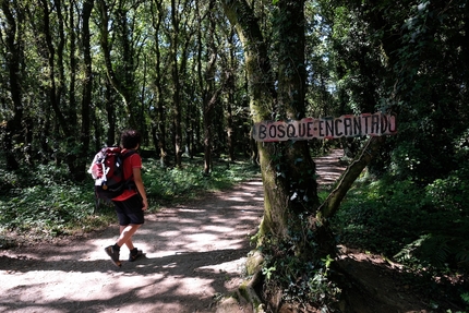 Il Cammino Inglese per Santiago de Compostela, fra passi, boschi e storia. Di Alberto Sciamplicotti