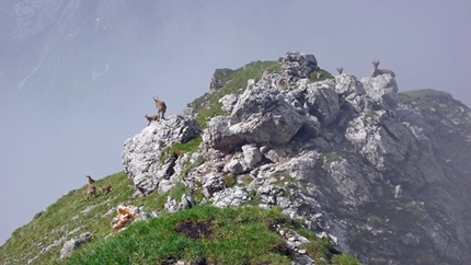 Opus Pocus Piz Seràuta - Opus Pocus: Stambecchi nella cresta in cima all’ultimo canale d’accesso.