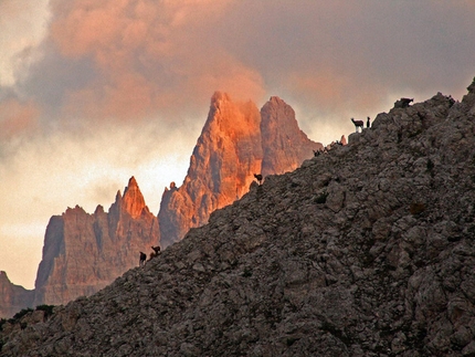 L'anello della Croda da Lago Croda da Lago - L'anello della Croda da Lago: Croda da Lago e camosci. Foto Michele Da Pozzo