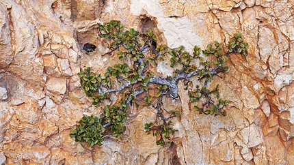 Decrescita Obbligata Gola di Frasassi - Decrescita Obbligata: Decrescita Obbligata: Ramo spacca rocce