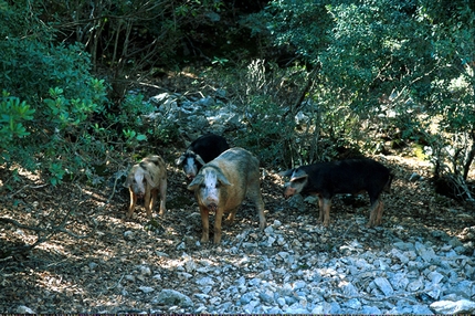 Itu Damagoni - Il mio veleno Aguglia di Goloritzé - Itu Damagoni - Il mio veleno: Aguglia di Goloritzé, Sardinia