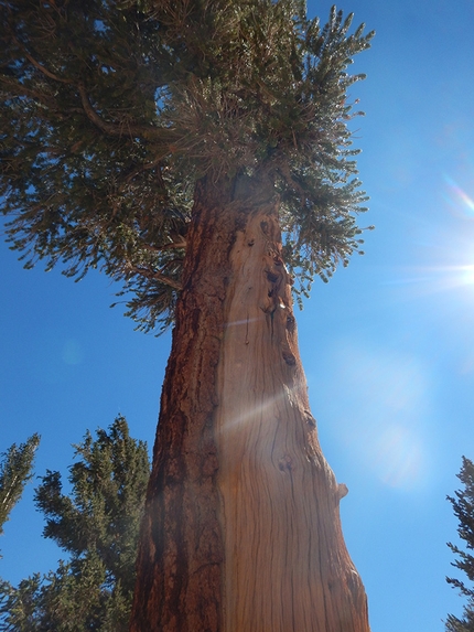 John Muir Trail Mount Whitney - John Muir Trail: Alberi centenari