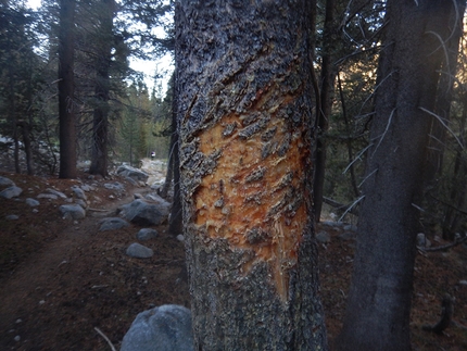 John Muir Trail Mount Whitney - John Muir Trail: Gli orsi lasciano il segno