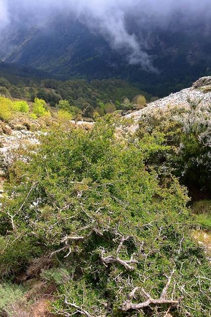 Monte Capanne: la discesa dalla montagna al mare Monte Capanne - Monte Capanne: la discesa dalla montagna al mare: Isola d'Elba camminare e trekking