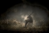 Le Chant des Forêts di Vincent Munier vince la Genziana d’Oro per il Miglior Film del Trento Film Festival 2026